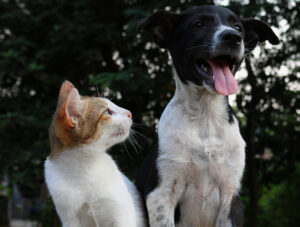 picture of cat and dog