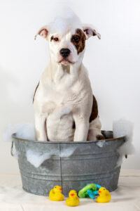 picture of dog in bath tub