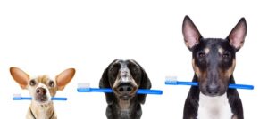 picture of 3 dogs holding tooth brushes in their mouths