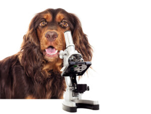 picture of dog with microscope