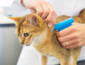 picture of cat being microchipped