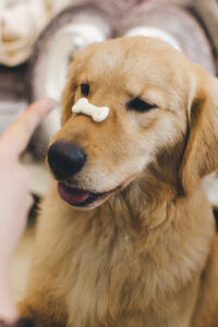 picture of dog with bone on his nose