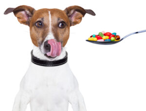 picture of dog with spoon full of pills