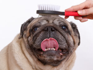 picture of pug being groomed