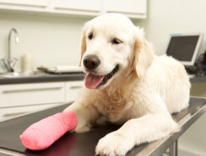 picture of dog with cast on paw